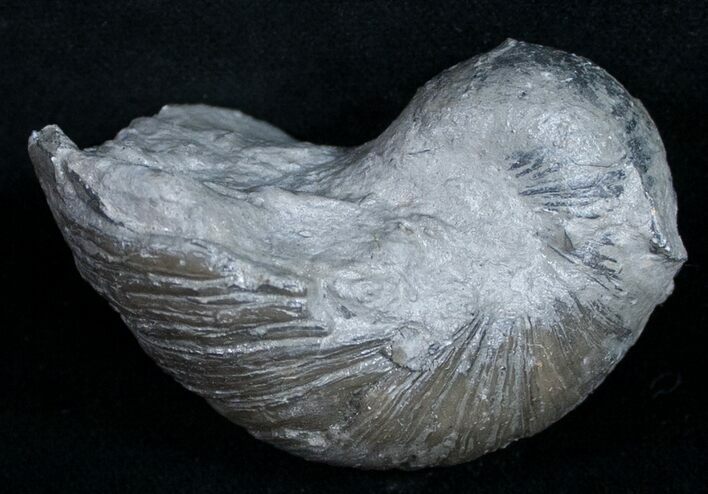 Gryphaea (Devil's Toenail) Fossil Oyster - Jurassic #9899